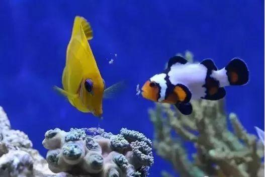 养海鱼过滤机