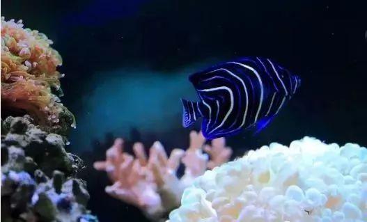 养海鱼过滤机
