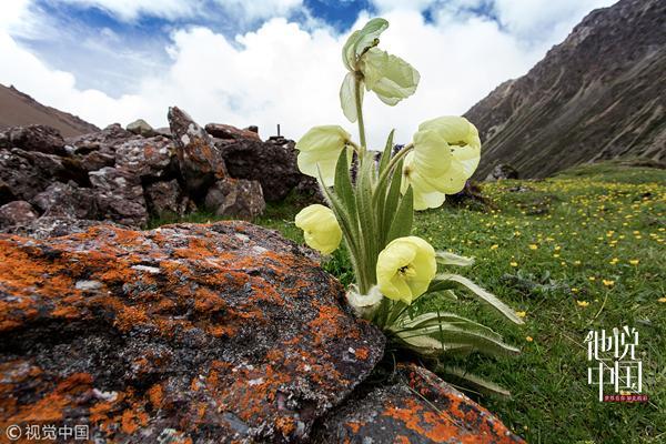 东北秧歌手绢花的笔记中国威尔逊到中国寻花问草