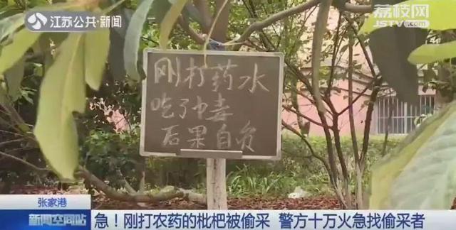 枇杷刚打过农药，竟被偷摘了！110紧急寻人……1