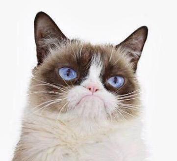 不爽猫 不爽猫(不爽猫侵权) 大数据