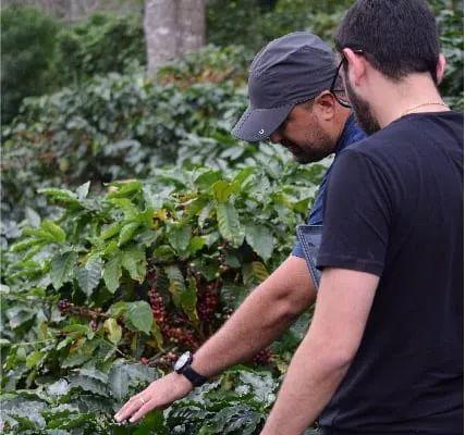 「咖啡种植」如何使用杀菌剂治理咖啡叶锈病？