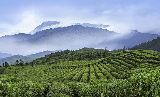 茶中隐者是什么茶「大隐于茶」