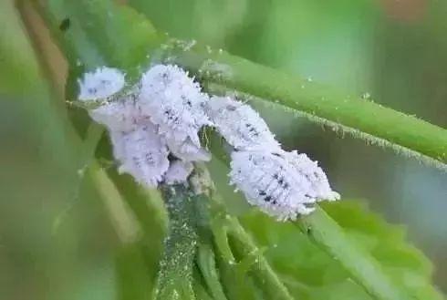 虫卵通杀的“万能”杀虫剂配方推荐，几乎可杀死所有害虫4