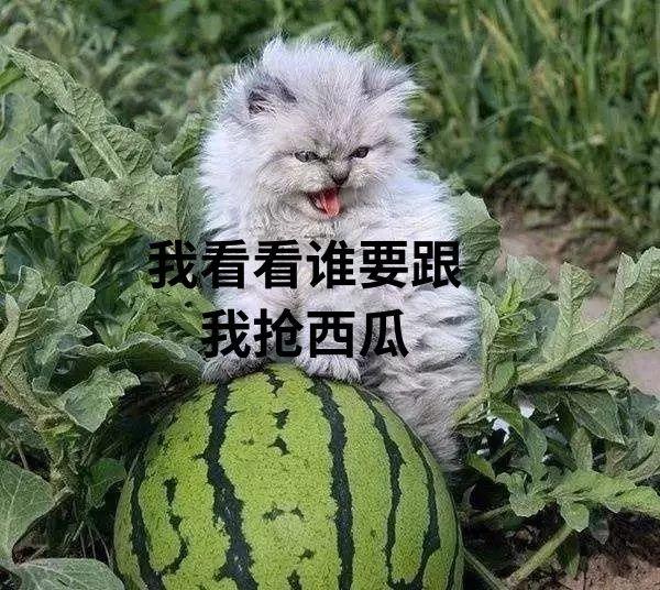 猫咪吃西瓜