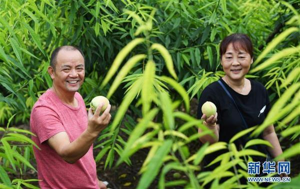 重庆巴南：盛夏时节香桃熟