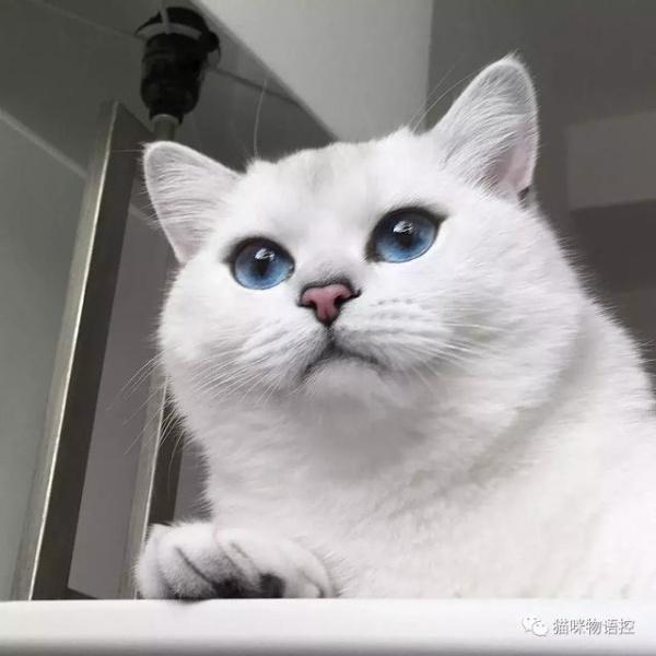 全球猫