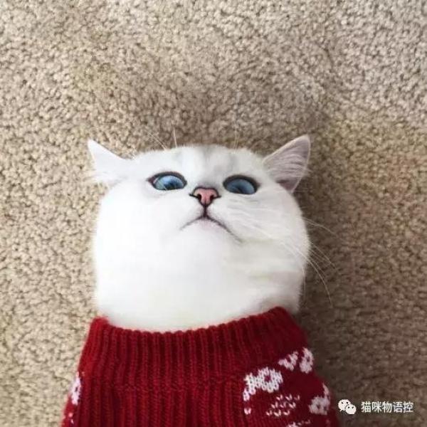 全球猫