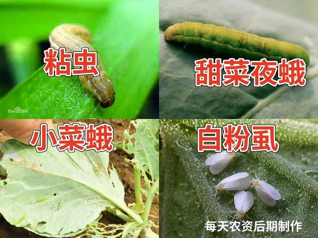 3大关键点必看！杀虫又杀卵虱螨脲3