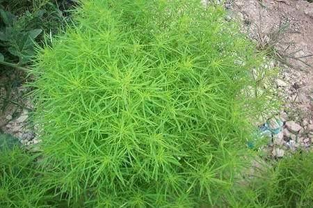 笤帚菜