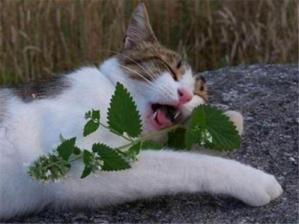 猫薄荷对猫有什么作用 猫薄荷对猫有什么作用（三个月幼猫吸了猫薄荷） 动物