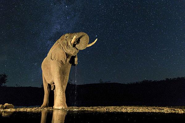 世界大象日：中國游客在泰國騎大象人數下降
