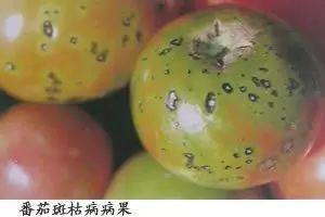 超级经典蔬菜病害诊断三字经44