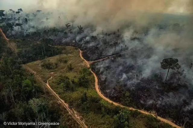 wwf世界自然基金会争议(wwf世界自然基金会标志)