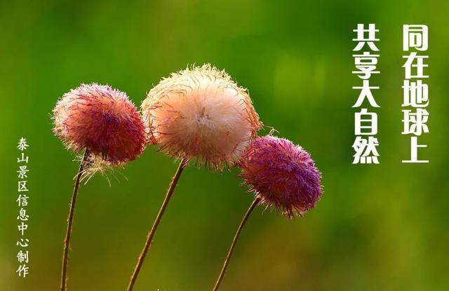 灰眉岩鹀