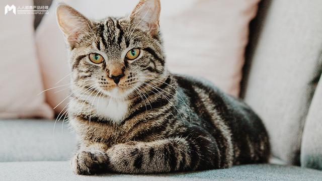 跟猫有关的创业「开猫店卖猫挣钱吗」