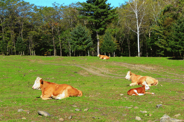 一派田园牧歌的赶脚牛铃叮叮当当还有老牛自由自在的闲逛林间流水淙淙