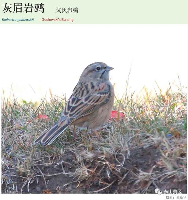 灰眉岩鹀