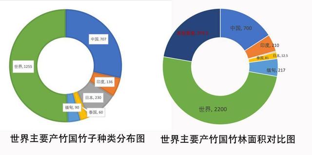 竹子的资料