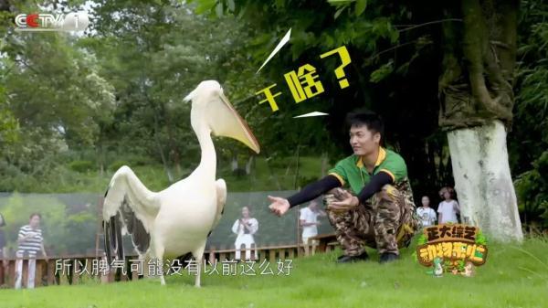 电鳗的电从何而来？《正大综艺·动物来啦》揭秘电鳗放电全过程