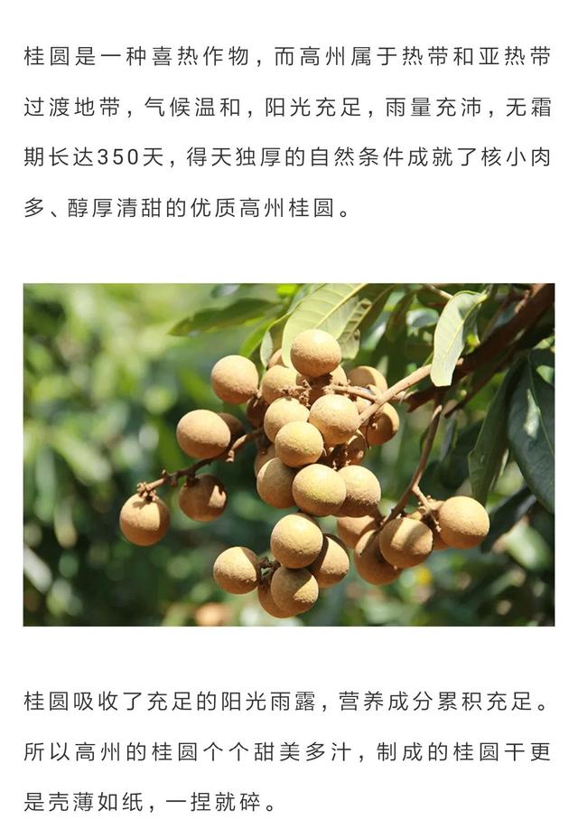 桂圆干