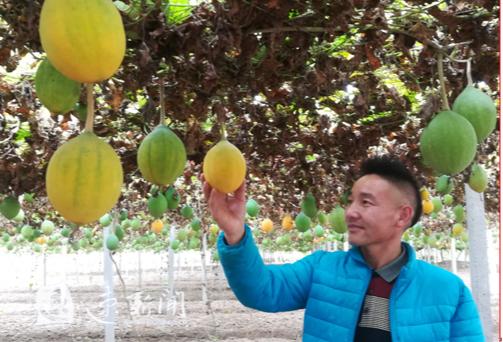 瓜蒌种苗图片 种地选瓜蒌用上高科技，泗阳农民唐双喜今年家有“三喜”
