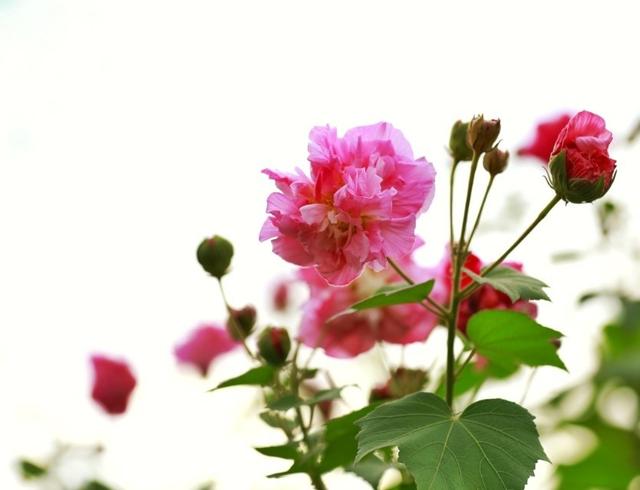 芙蓉花开（芙蓉花开歌谱）