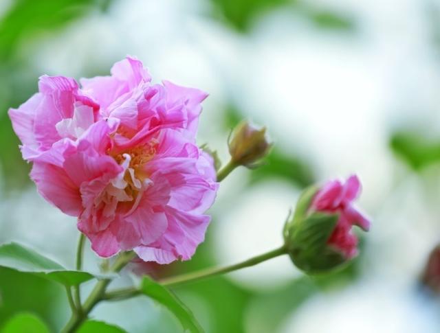 芙蓉花开 芙蓉花开（芙蓉花开歌谱） 生活