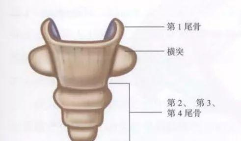 骨盆由髋骨耻骨和骶骨构成（女性耻骨位置示意图）