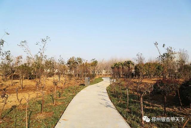 邳州展鸿绿化苗木工程