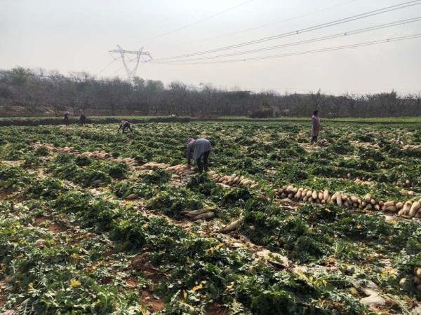 云南石林村民向武汉捐赠40吨萝卜