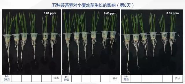 高端芸苔素：14-羟基芸苔素甾醇1