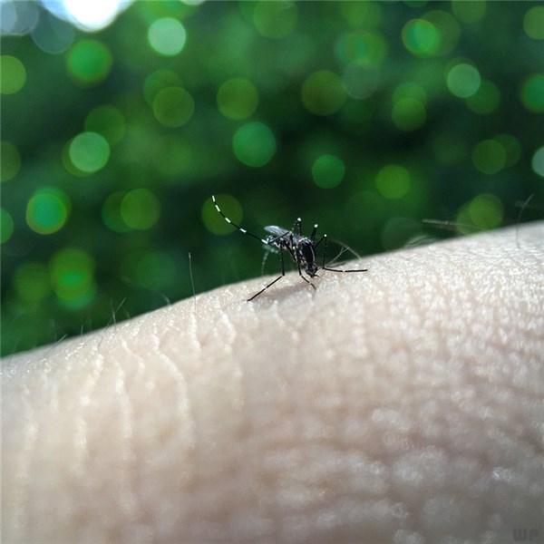 蚊子叮了怎么办