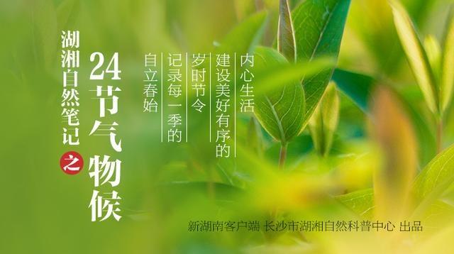湖湘自然笔记·我们的24节气物候记丨春分