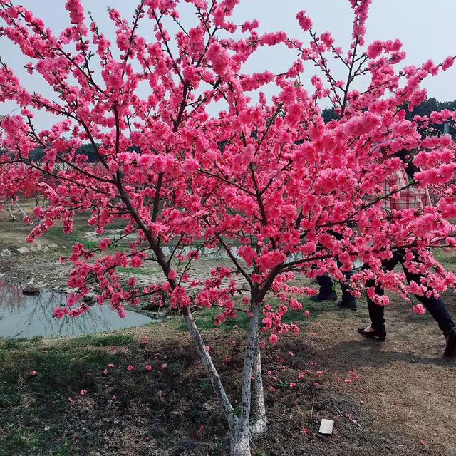 农业休闲篇| 水果采摘？花卉庄园？原来彭镇竟有这么多游玩好去处 !22