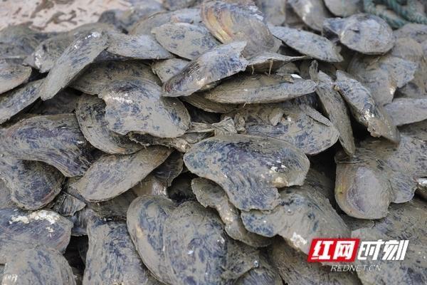 张家界振动排渣过滤机