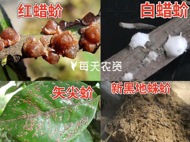 4月，蚧壳虫进入“防治关键期”，不容忽视3