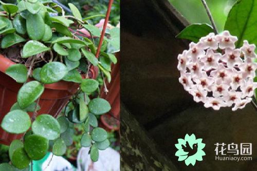 曼珠沙华花语 曼珠沙华花语（曼株沙华花语） 生活