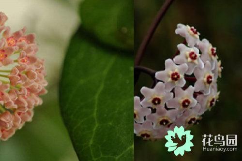 曼珠沙华花语 曼珠沙华花语（曼株沙华花语） 生活