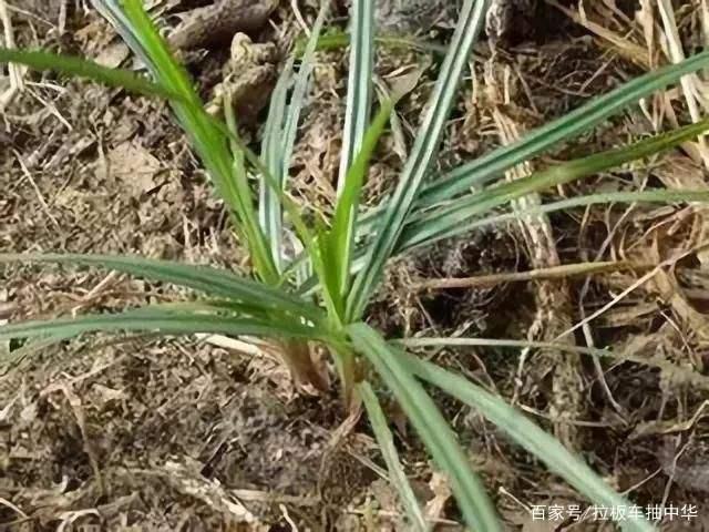 大豆田除草剂大梳理