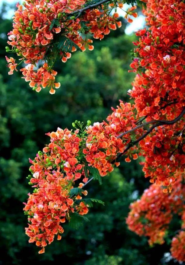 广州市花