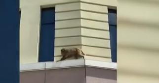 猴