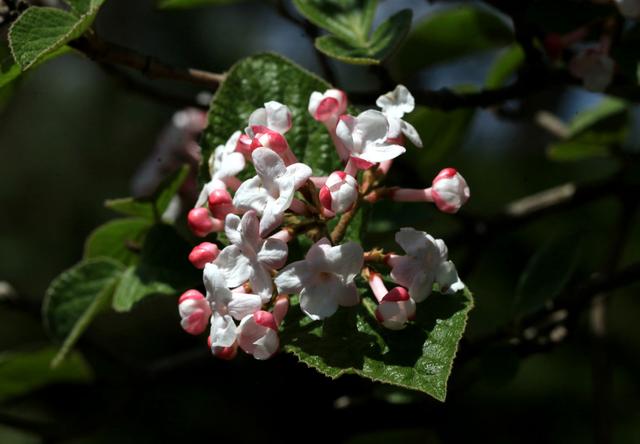 香荚蒾