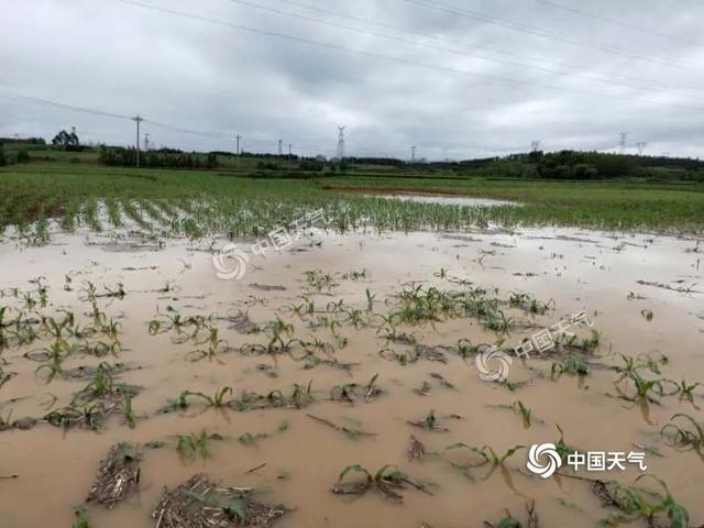 河南连续三日大雨、暴雨！谨防玉米出现烂种、烂苗（附补救措施）1