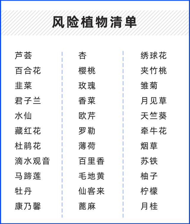 家中常见的 6 种宠物毒药：蚊香、洋葱、木糖醇和……3