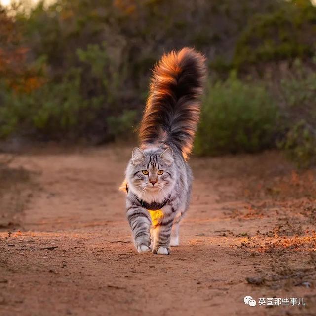 西伯利亚猫