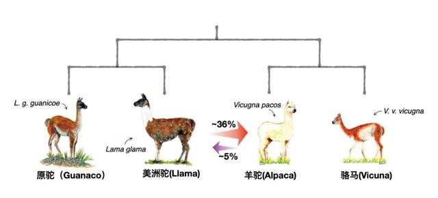 羊驼是什么