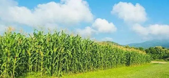 玉米田除草剂——苯唑草酮的时代到来了吗？