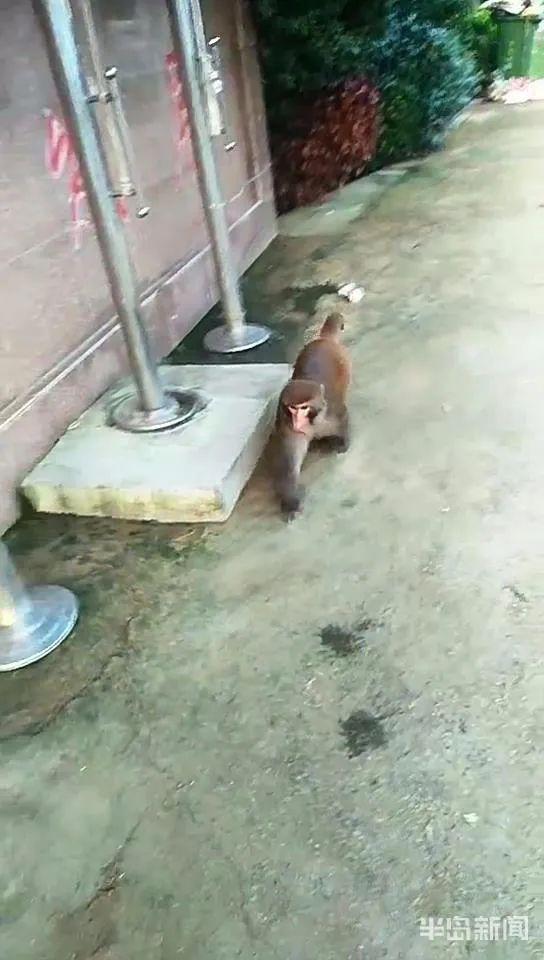 猴