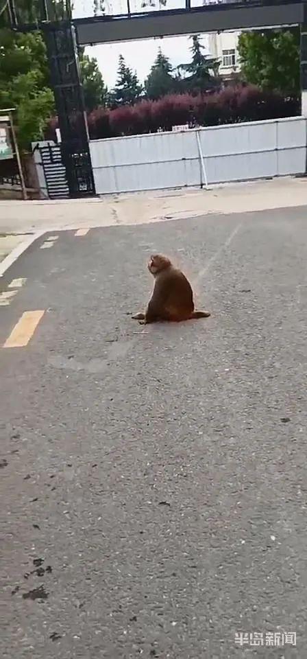猴